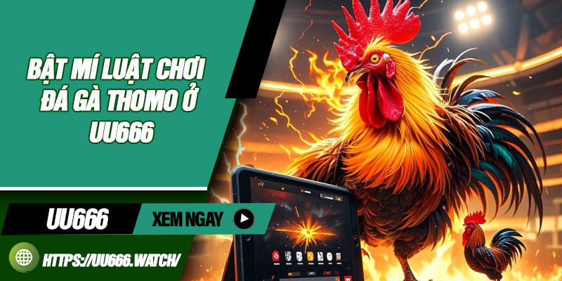 Bật Mí Luật Chơi Đá Gà Thomo Ở UU666