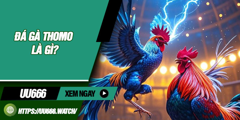 Đá Gà Thomo Là Gì?